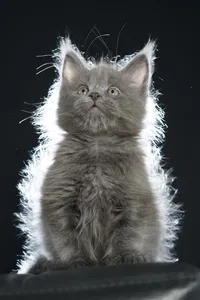 Maine Coon kitten