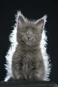 Maine Coon kitten