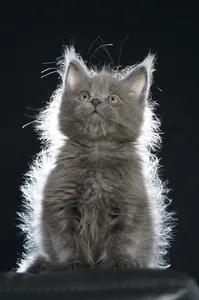 Maine Coon kitten