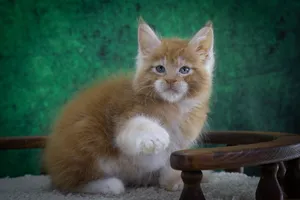 Котенок мейн-кун
