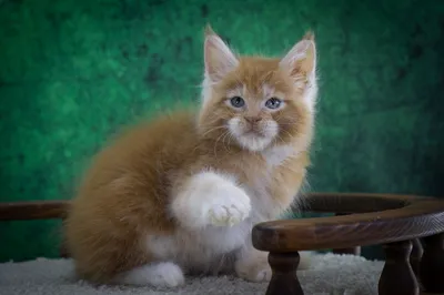 Maine Coon kitten