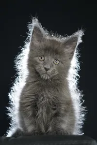 Maine Coon kitten