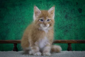 Котенок мейн-кун