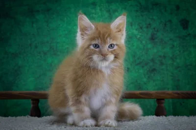 Maine Coon kitten