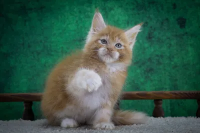 Maine Coon kitten