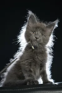 Maine Coon kitten