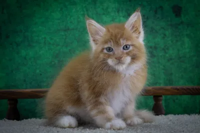 Maine Coon kitten