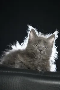 Maine Coon kitten