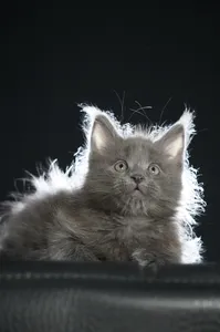 Maine Coon kitten