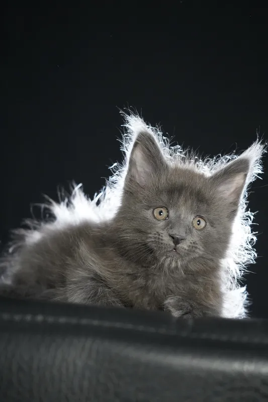 Котенок мейн-кун Голубой MCO a  Мальчик