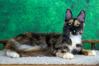 Котенок мейн-кун