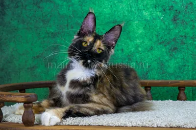 Котенок мейн-кун