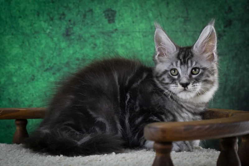 Maine Coon kitten Black Silver Classic Tabby MCO ns 22 Boy