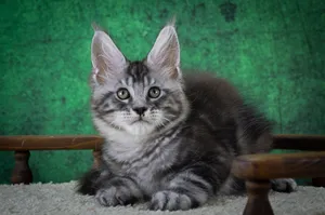 Котенок мейн-кун