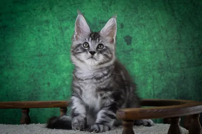 Maine Coon kitten