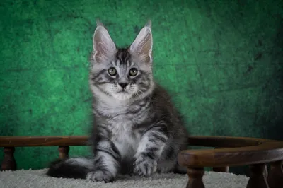 Maine Coon kitten