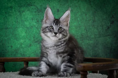 Maine Coon kitten