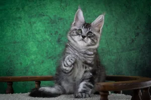 Котенок мейн-кун