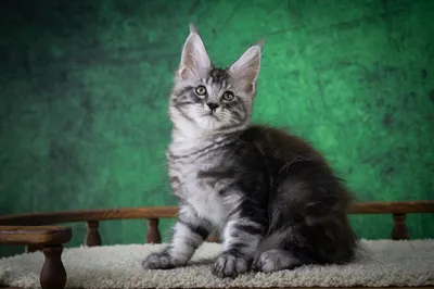 Maine Coon kitten
