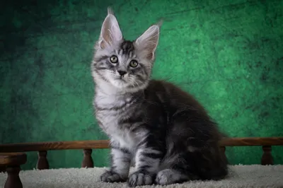 Maine Coon kitten