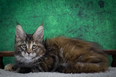 Maine Coon kitten