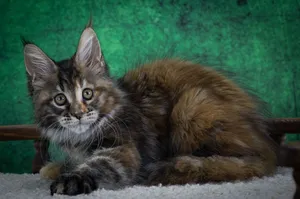 Котенок мейн-кун