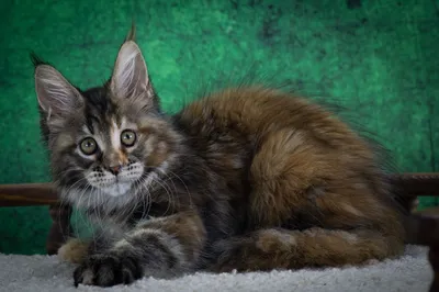 Maine Coon kitten