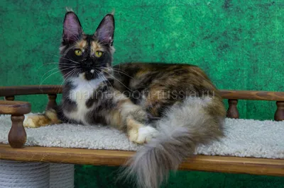 Котенок мейн-кун