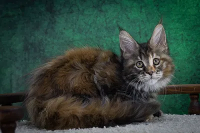 Maine Coon kitten