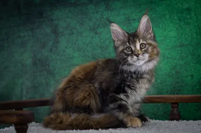 Maine Coon kitten
