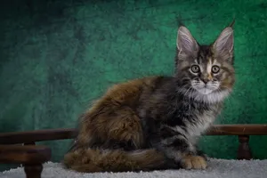 Котенок мейн-кун