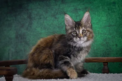 Maine Coon kitten