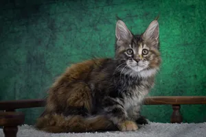 Котенок мейн-кун