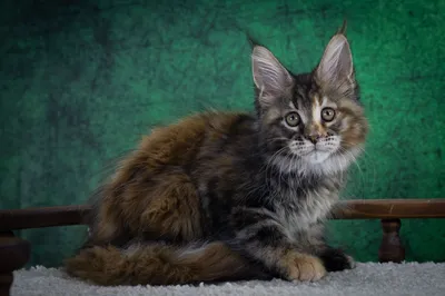 Maine Coon kitten