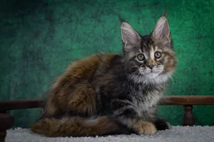 Котенок мейн-кун