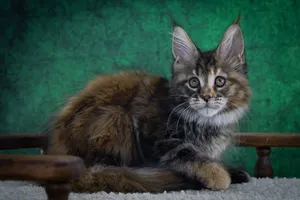 Котенок мейн-кун