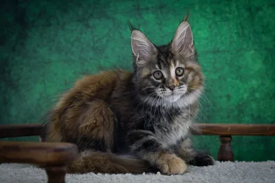 Maine Coon kitten