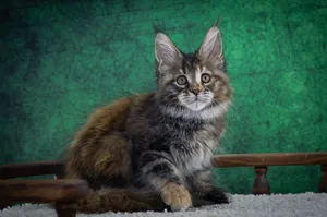 Котенок мейн-кун