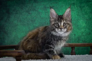 Котенок мейн-кун