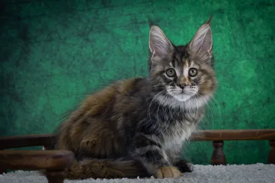 Maine Coon kitten