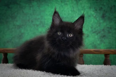 Maine Coon kitten
