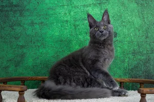 Vladimir