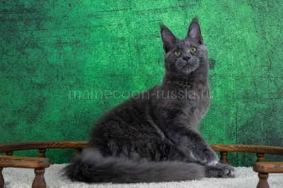 Maine Coon kitten