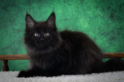 Maine Coon kitten