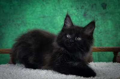 Maine Coon kitten