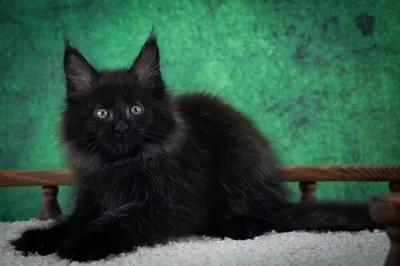 Maine Coon kitten