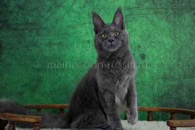 Maine Coon kitten