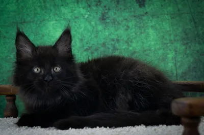 Maine Coon kitten