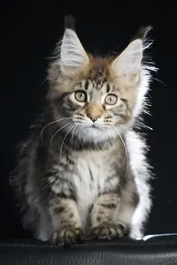 Maine Coon kitten