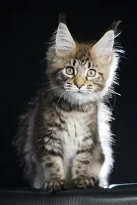 Maine Coon kitten